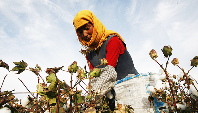 【图集】新疆的棉花采摘：机械与手工并存