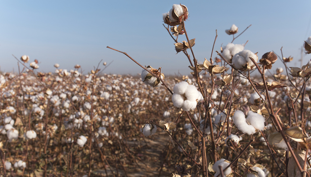 H&M抵制新疆棉花背后：供应链主导权、定价权与标准的争夺