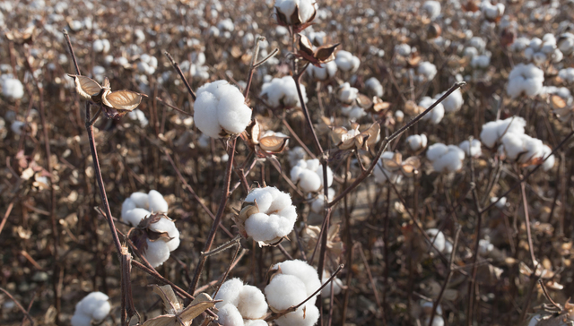 新疆棉遭抵制已一年多，中国棉纺企业如何寻求化解之道？