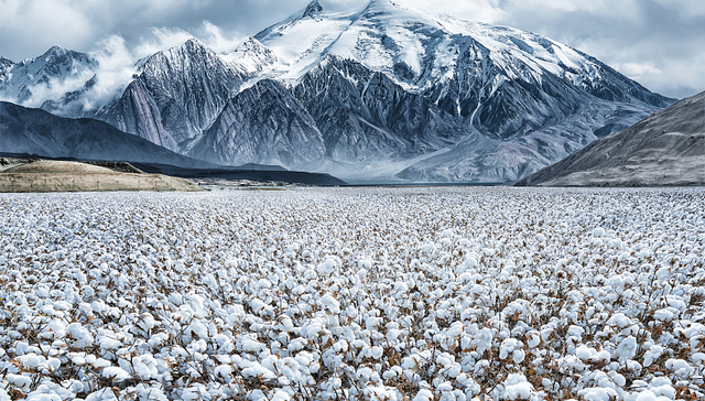 股价.炒作,棉花,游资,龙虎榜