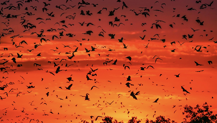 野生动物,纪录片,环境保护,自然