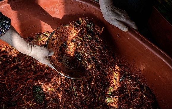 泡菜市场,行业观察,涪陵榨菜