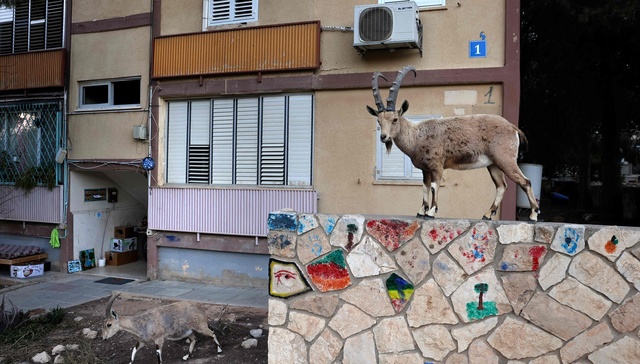 投喂难禁，小兽进城：住在城市的我们要如何与动物共生共存？| 世界地球日