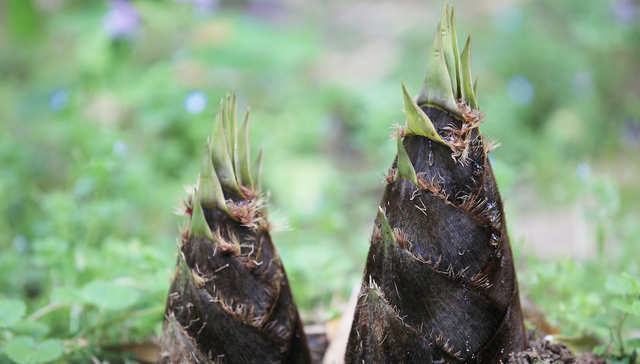 从“强制爱”到“打投女工”：想回家的利路修，逃不出偶像工业的游戏规则