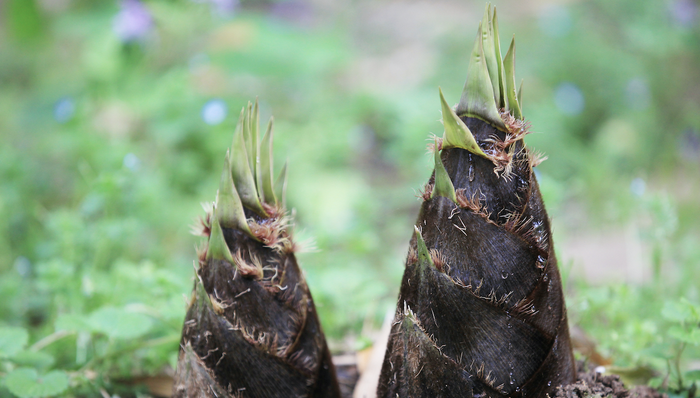 偶像,电视选秀,偶像工业,粉丝文化
