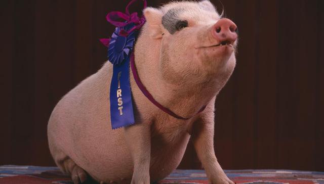 年报解读|新希望六和营收增幅超三成 猪产业销售规模同比翻番