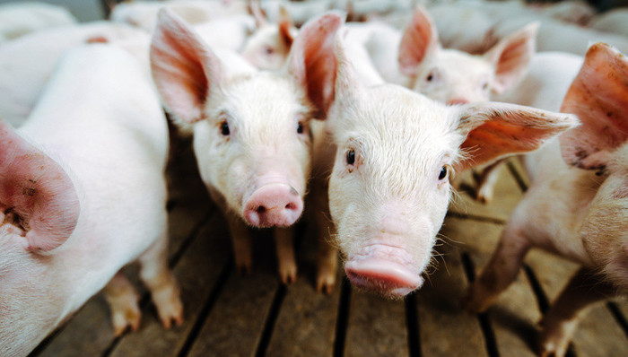 新农科技，生猪养殖，猪周期