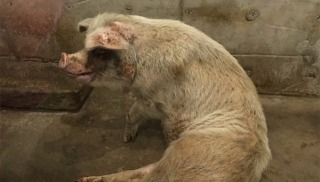 地方新闻精选｜14岁“猪坚强”进入弥留状态 宁夏调查新冠感染者流调报告遭外泄事件