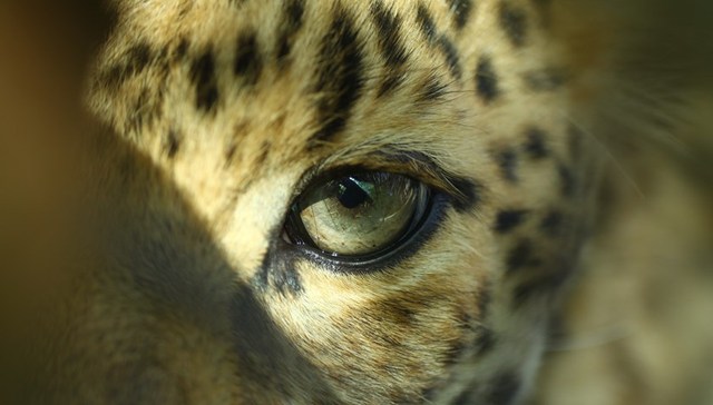 杭州3只金钱豹20天前已出逃，园方负责人为不影响五一营业决定瞒报