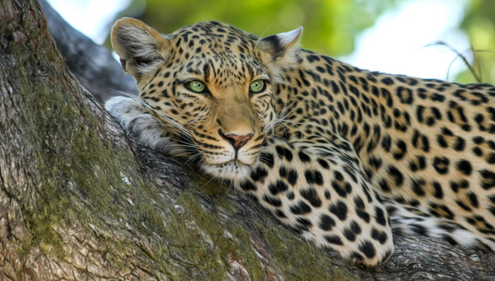 杭州,金钱豹外逃,野生动物资源保护