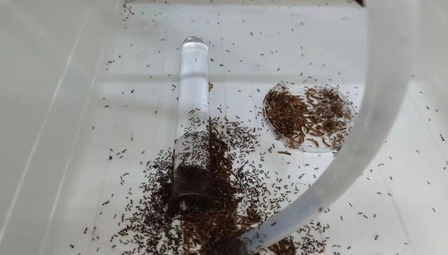 【深度】危险的红火蚁没有天敌