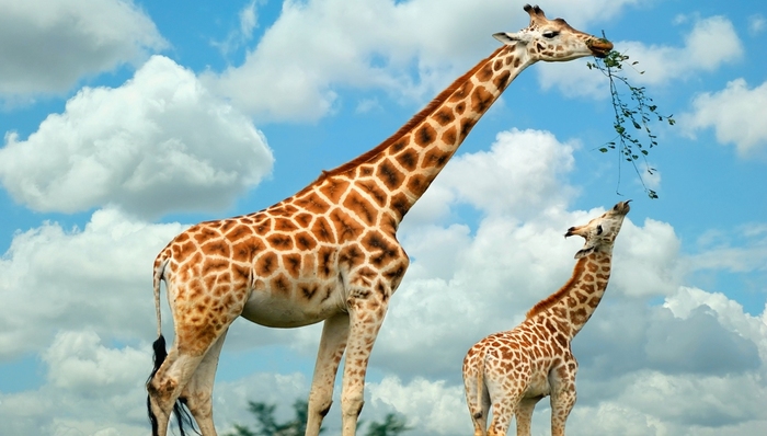 动物园,行业观察