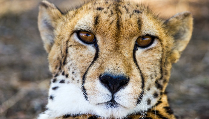 金钱豹,资本运作,动物园