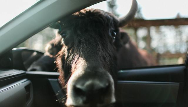 杭州动物园,生意,安全管理,金钱豹外逃