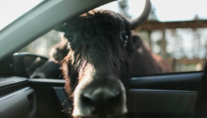 杭州动物园,生意,安全管理,金钱豹外逃