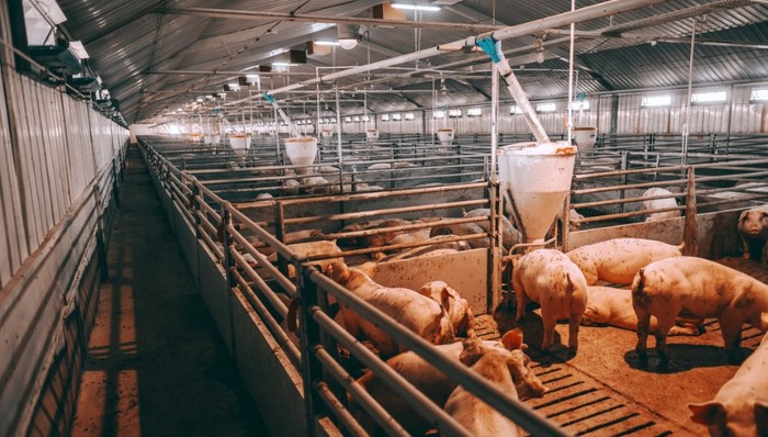 美农生物，生猪养殖，扩充产能，饲料添加剂