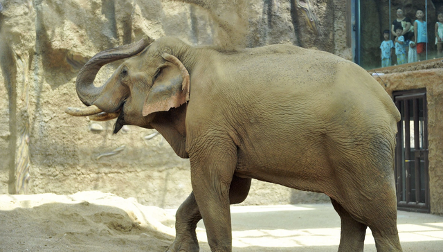 中国人与大象间的三千年搏斗：从云南野象罕见北迁说起