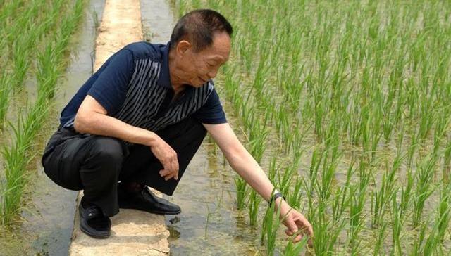 【专访】国际水稻研究所教授：袁隆平和他的杂交水稻如何改变了世界