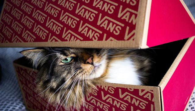 过度营销,虚假宣传,活体盲盒