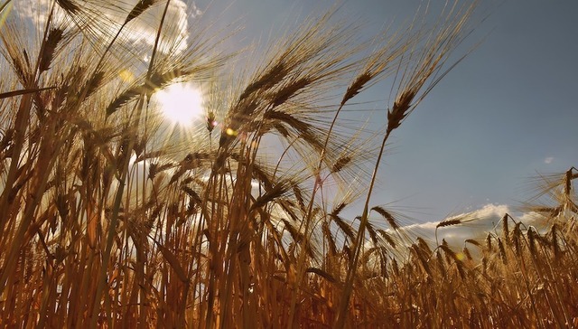 食品价格,通胀,成本,天气