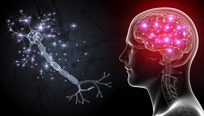 让富豪们前赴后继的脑研究，是现代“长生不老药”？