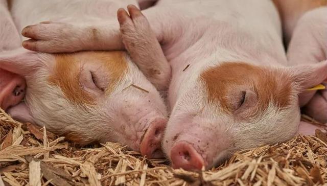 证大集团,IPO,A股市场