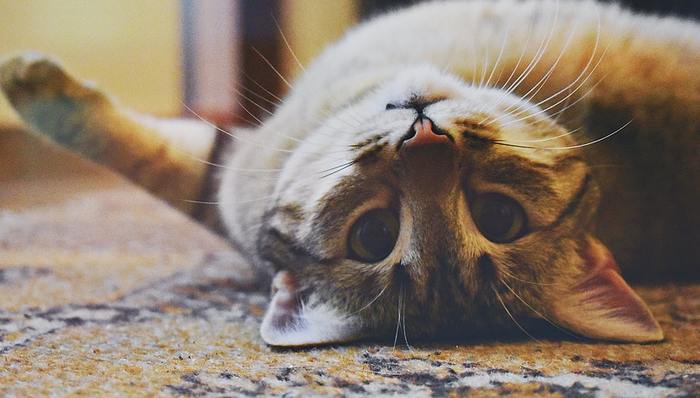 资本布局,市场格局