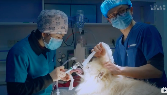 宠物经济,投资,消费