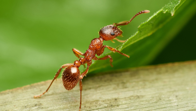 地方新闻精选｜四川红火蚁扩散至6市14县63乡镇 山西临县煤矿冒顶事故7名被困者全获救
