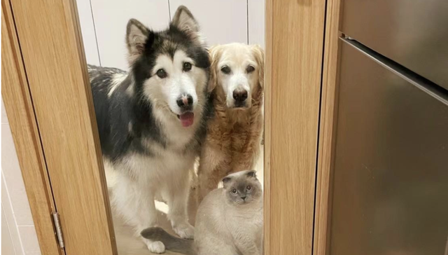 消费,宠物经济,投资