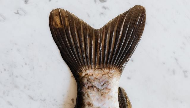 传统餐饮,烤鱼,资本关注