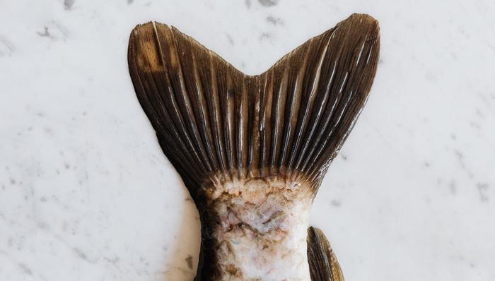 传统餐饮,烤鱼,资本关注