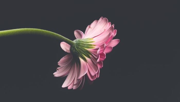 无人零售,自动售花机,同质化,新鲜感