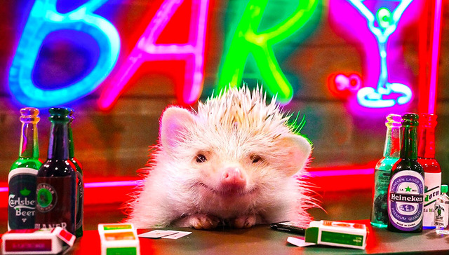 【图集】撸猪、撸蛇、撸刺猬：“打卡”网红宠物咖啡馆