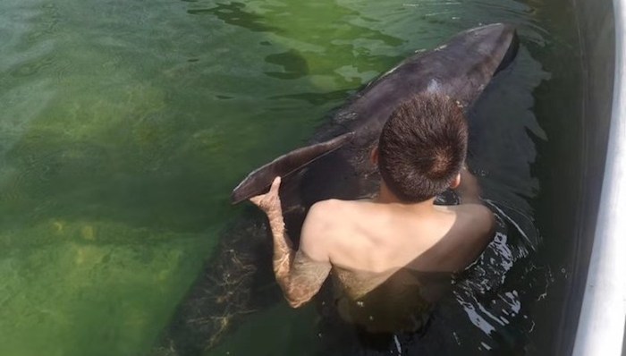 鲸鱼,搁浅,瓜头鲸,台州,上海海昌海洋公园,救治,专家,救援,救治