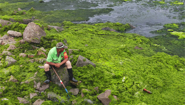 【深度】围困青岛15年：浒苔哪里来？