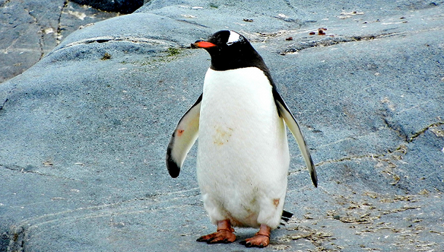 说不清企鹅去哪儿，更改会计凭证的大连圣亚濒临退市