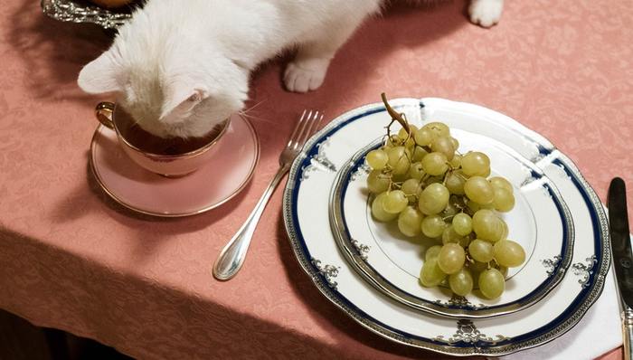 宠物餐厅,细分市场,生活方式