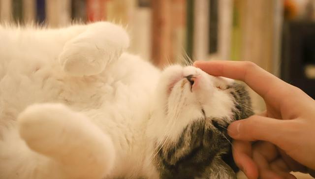 宠物概念股,资本布局