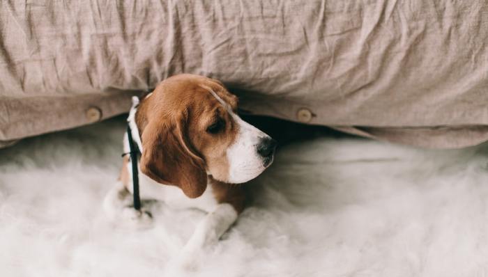 网红营销,MCN,短视频,拟人化,套路式表演