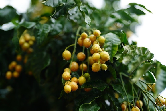 新式茶饮,小众水果,跟风