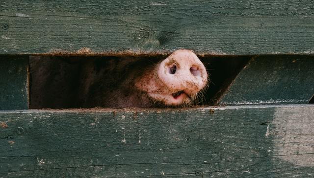 网易未央,高端品牌,品牌营销