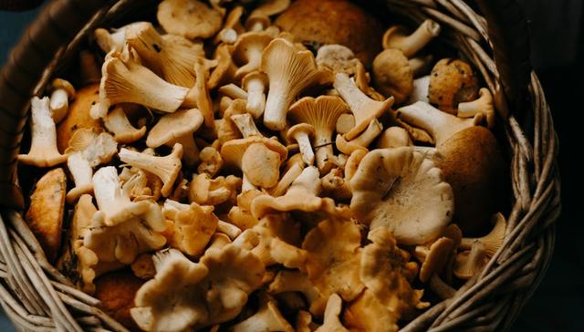 纯素皮革,环保,潮流趋势