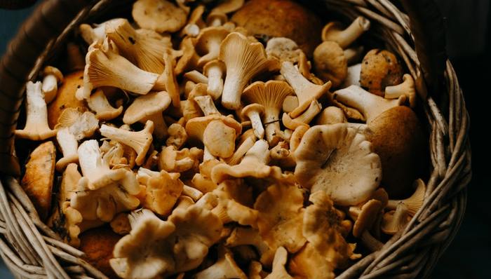 纯素皮革,环保,潮流趋势