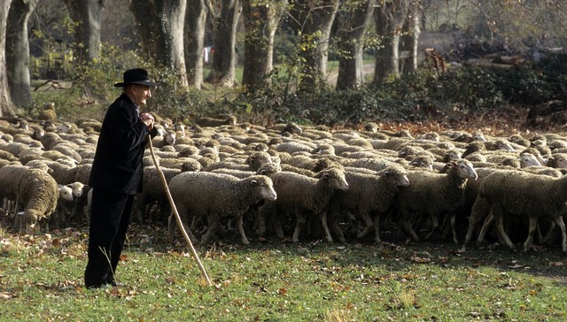 作为“牧羊人”的佩索阿：羊群是我的思想，而我的思想都是感觉 | 一诗一会