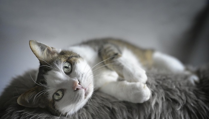 新书,思想武器,外国文学,文学史