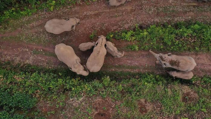 世界大象日｜观点：橡胶不是不可以种，但要避免单一物种大规模工业化