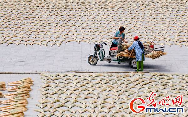 笤帚苗变身艺术品 产业振兴稳脱贫防返贫