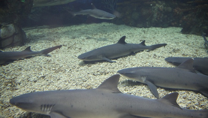 上海,海洋,海昌,海洋公园,动物保护,白鳍鲨