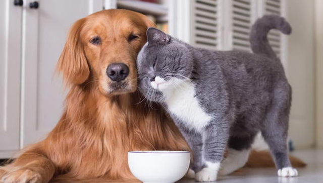 宠物经济,行业观察